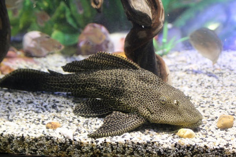 Plecostomus