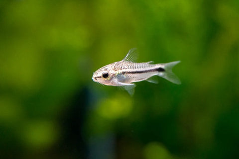 Pygmy cory