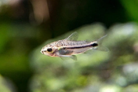 Pygmy Corydoras