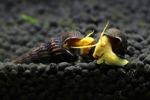 Rabbit snail