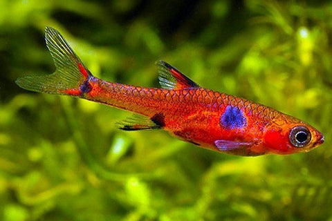 Guppy fish tank mate- Rasbora