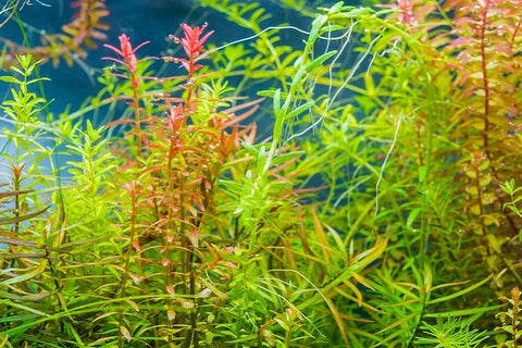 Rotala Indica