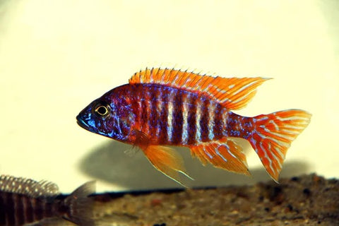 Ruby Red Peacock Cichlid