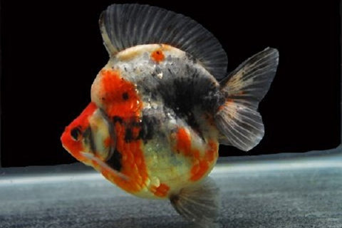 Ryukin Goldfish