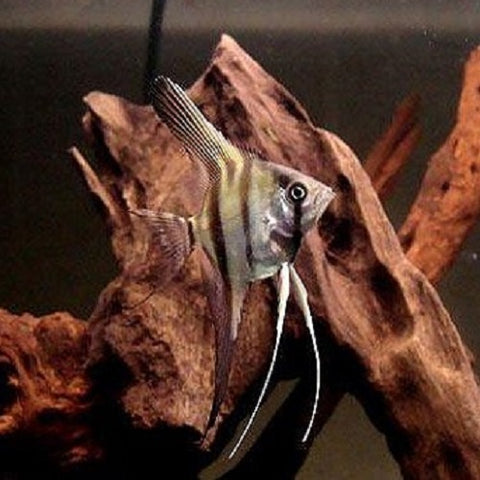 Smokey Angelfish