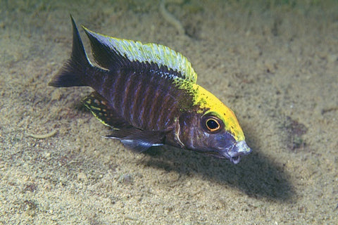 Sulfurhead Peacock Cichlid