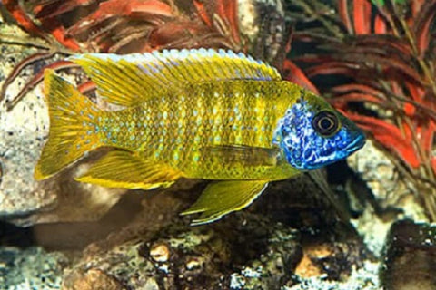 Sunshine Peacock Cichlid