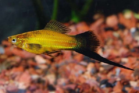 Swordtail fish