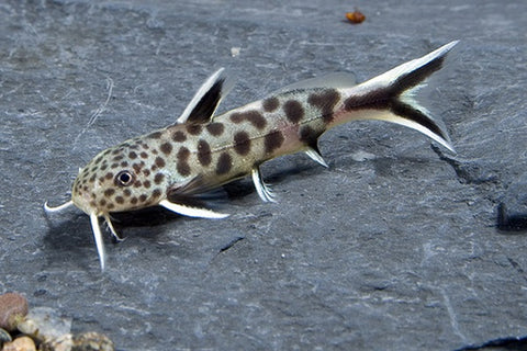 Synodontis Catfish