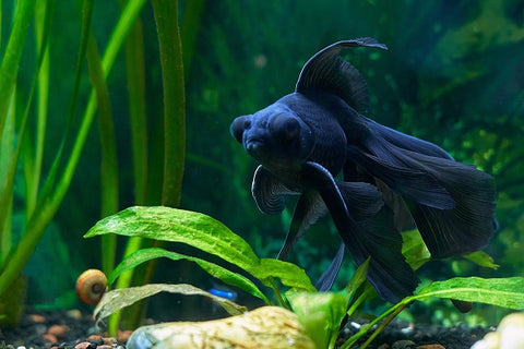 Telescope Eye Goldfish