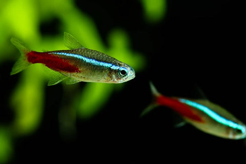 Tetra