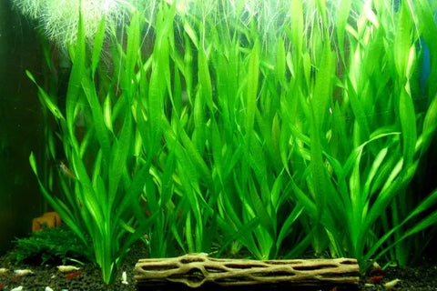 Vallisneria