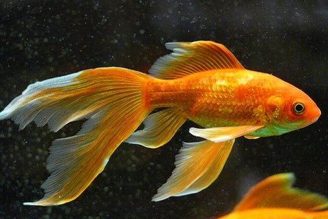 Veiltail Goldfish