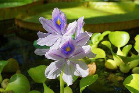 Water Hyacinth