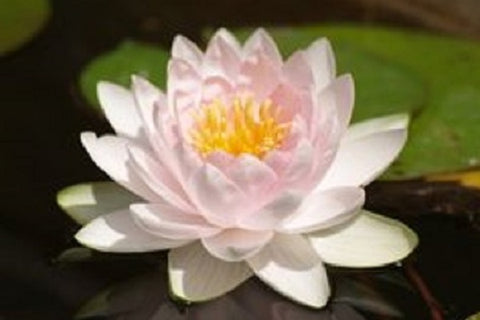 Water Lilly