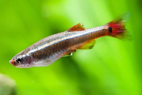White Cloud Mountain Minnow