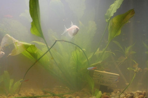 White/Milky fish tank