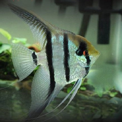 Zebra Angelfish