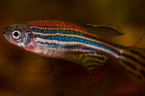 Zebra fish