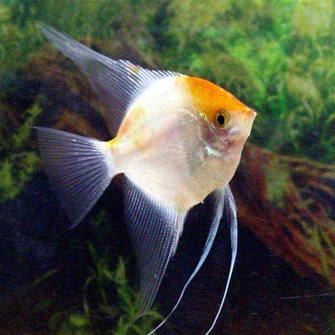Albino Angelfish
