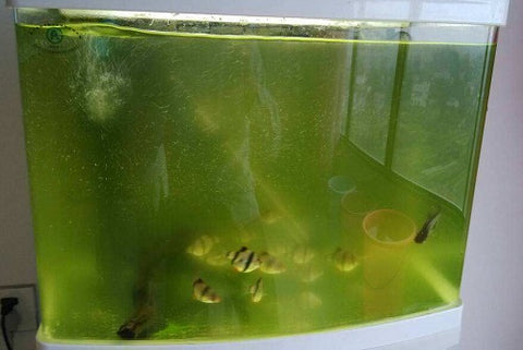 algae in the tank