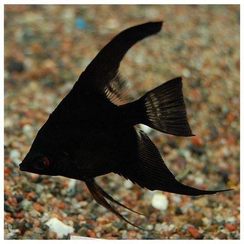 Black Lace Angelfish