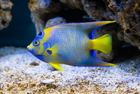 Blue-faced Angel Fish