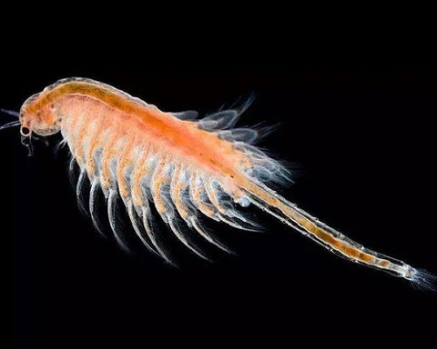 Live brine shrimp