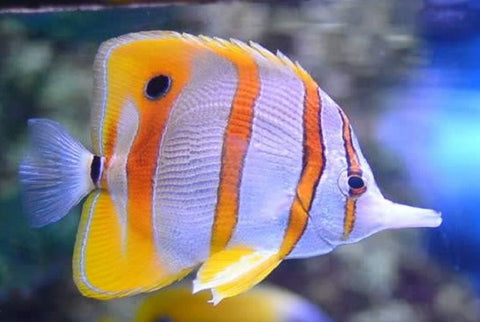 Butterfly Fish