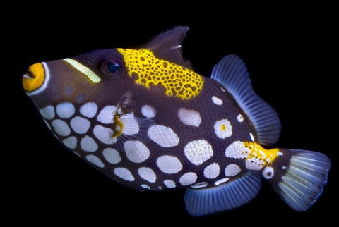 Clown Triggerfish