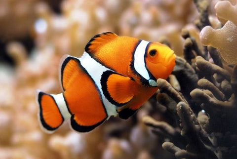 Clown Fish