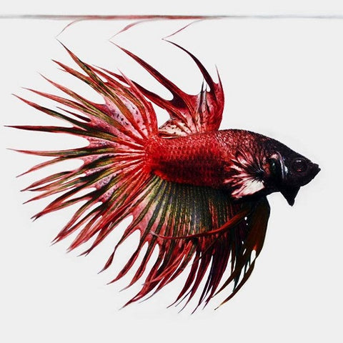 Crowntail