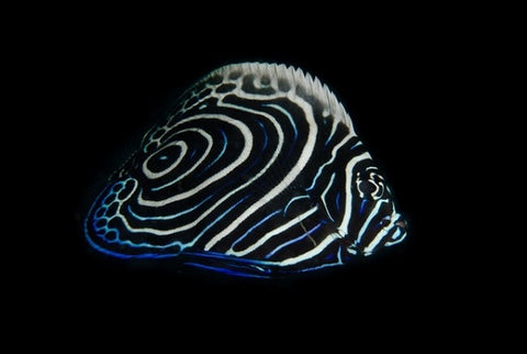 Emperor Angelfish