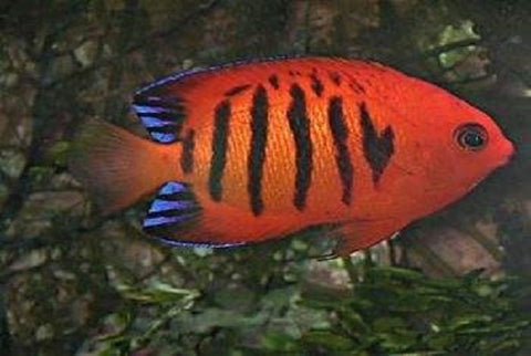 Flame Angelfish