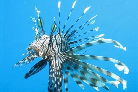 Lionfish