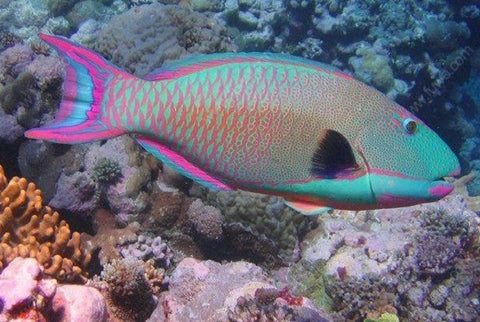 Rusty Parrotfish