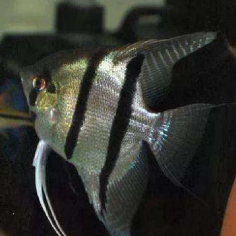 Silver Angelfish