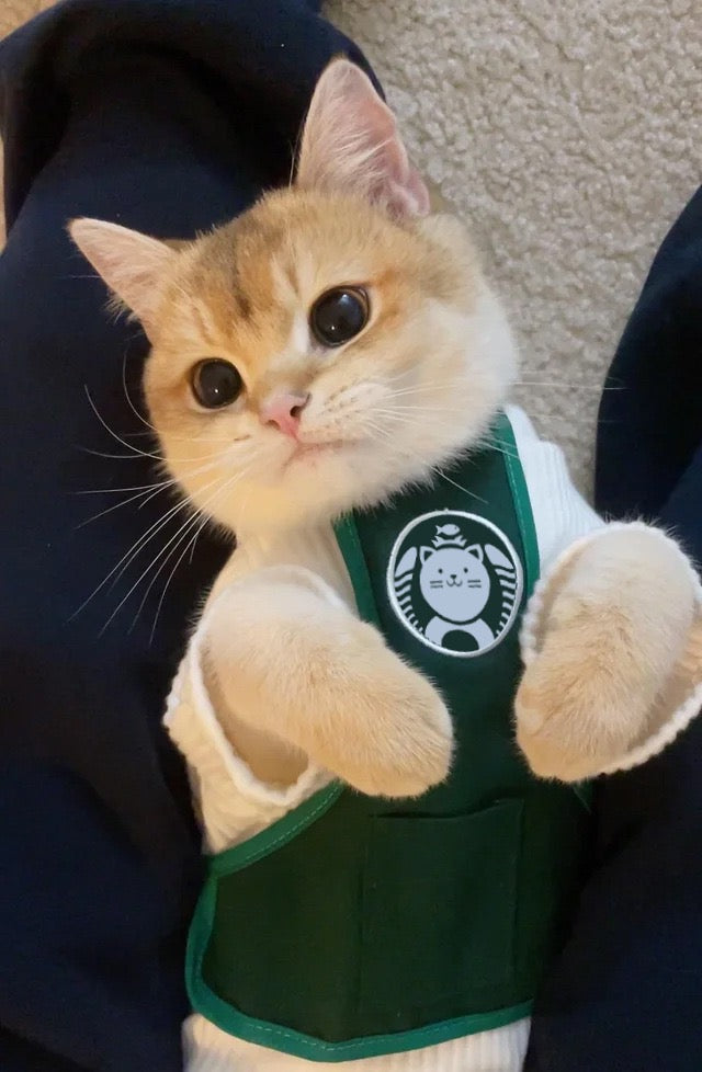 Cute Barista apron for cat, cute cat appeal