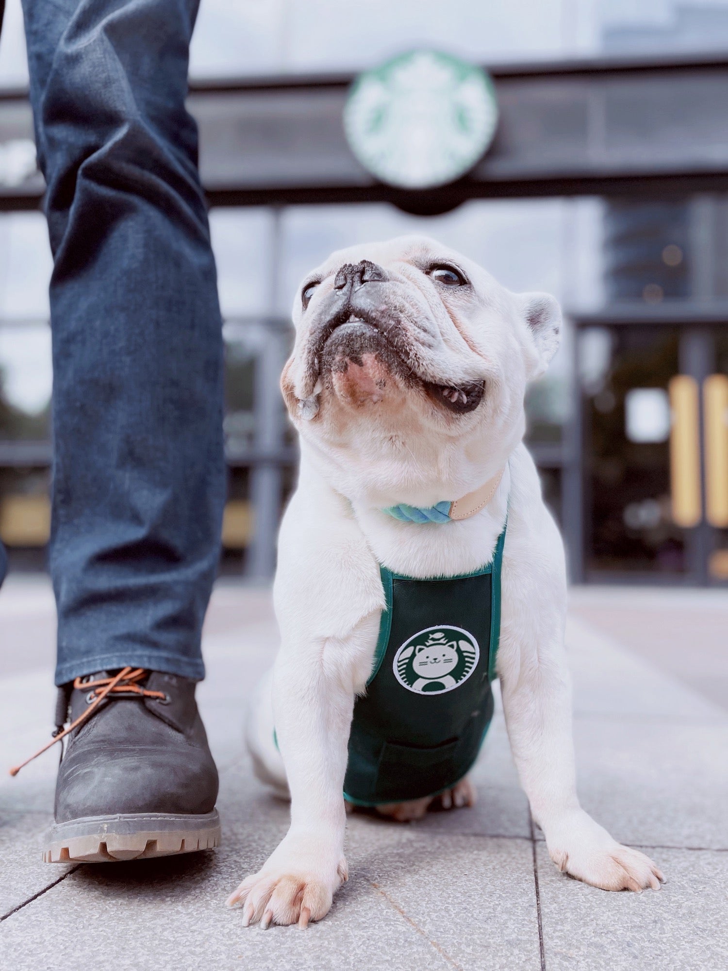 Cute Barista apron for cat, cute cat appeal