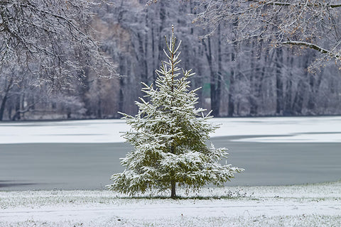 christmas tree