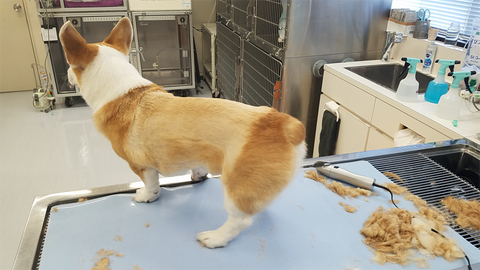 neabot グルーミング クリーナー