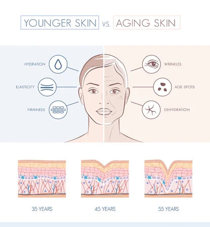 The Aging Process