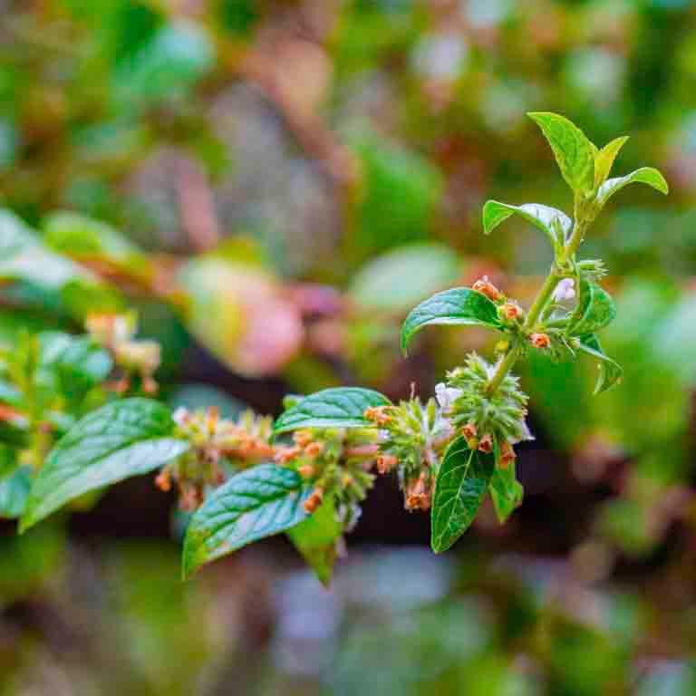 Andean Mint Essential Oil