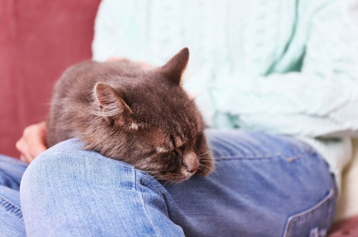a cat lying on one’s lap