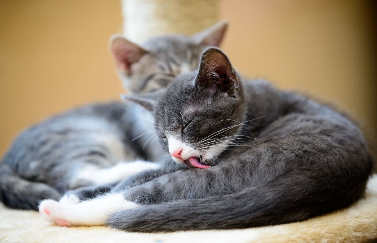 a kitten licking himself