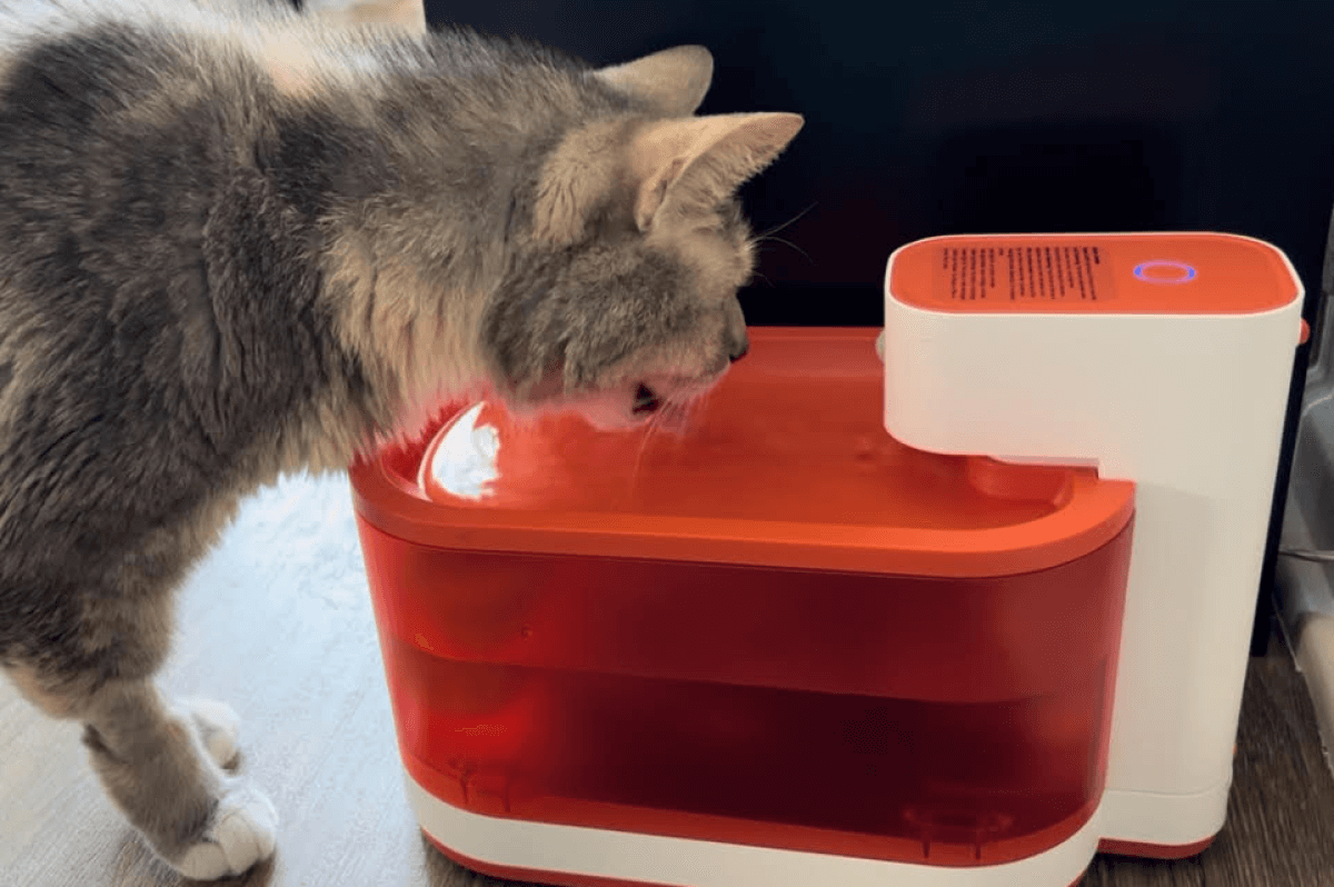 a cat drinking water from pawaii water fountain pro