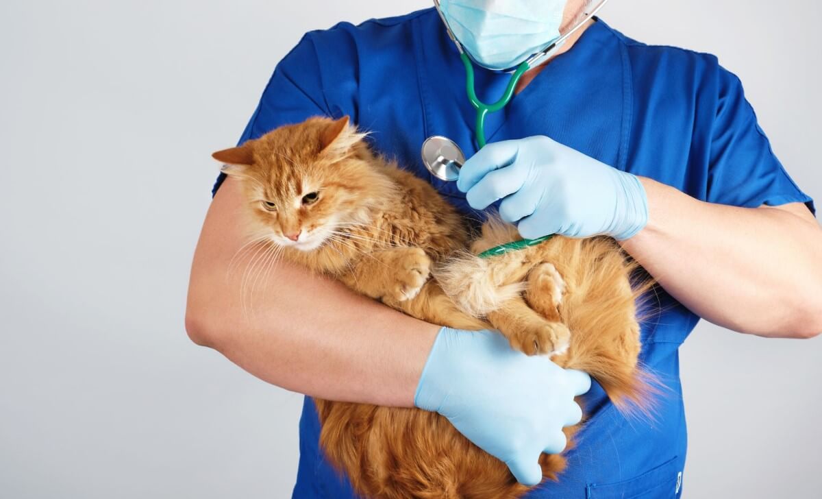 a vet holding a cat