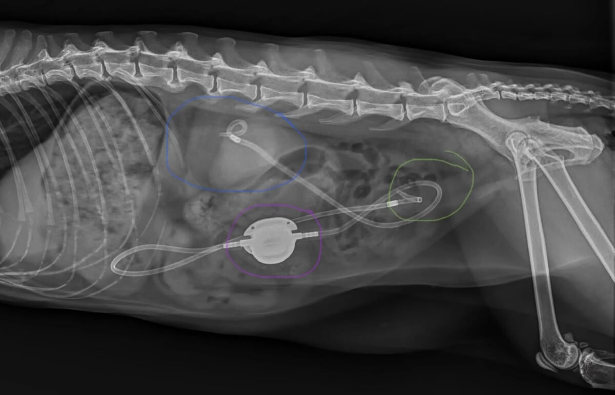 X-ray of a pet cat
