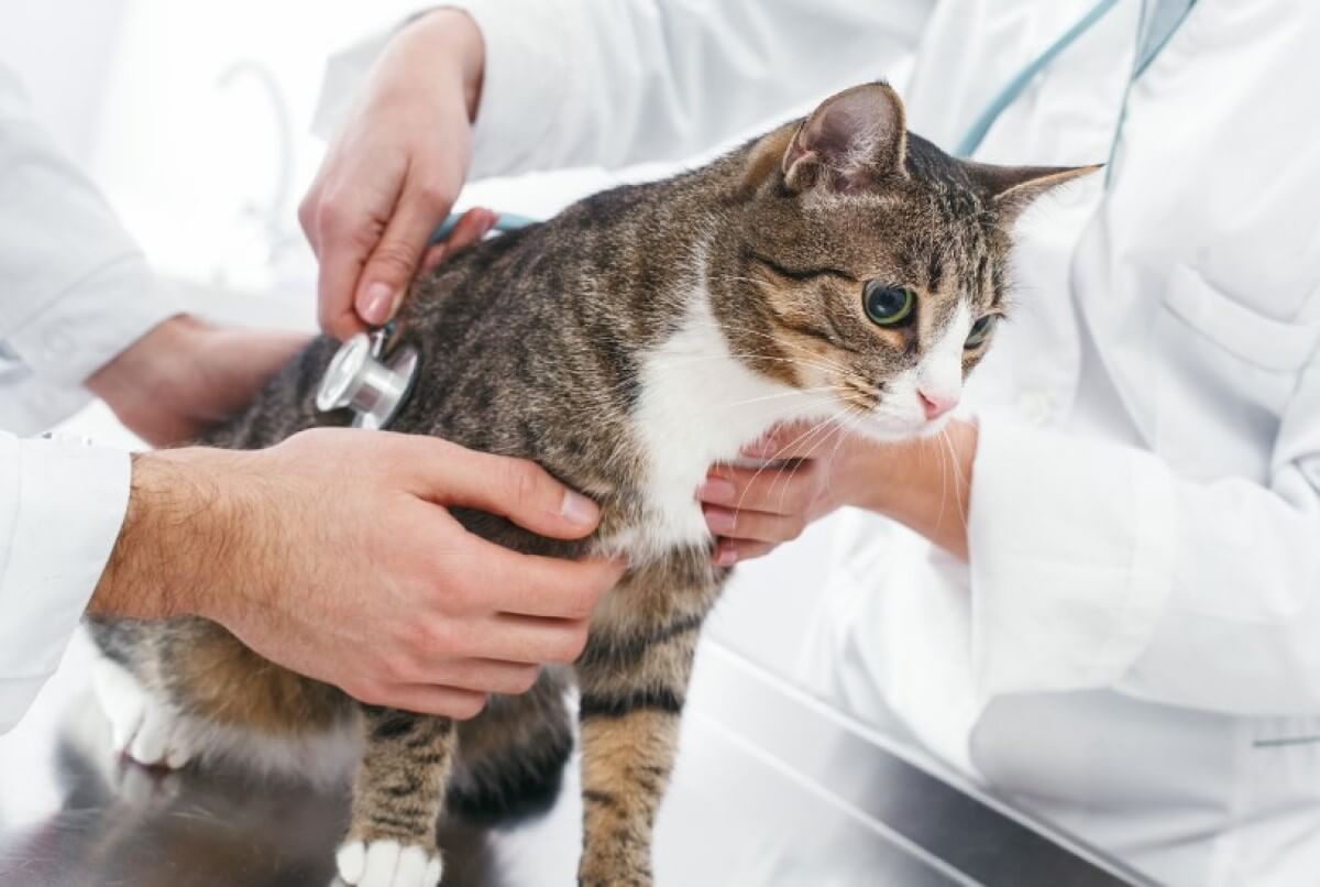 a cat under examination