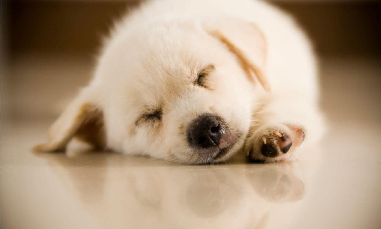 a puppy sleeping on the floor